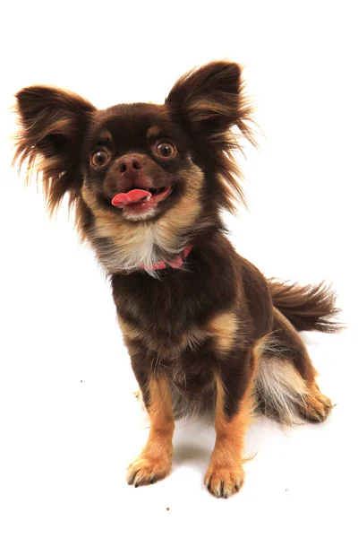Chihuahua mit langen Haaren — Stockfoto