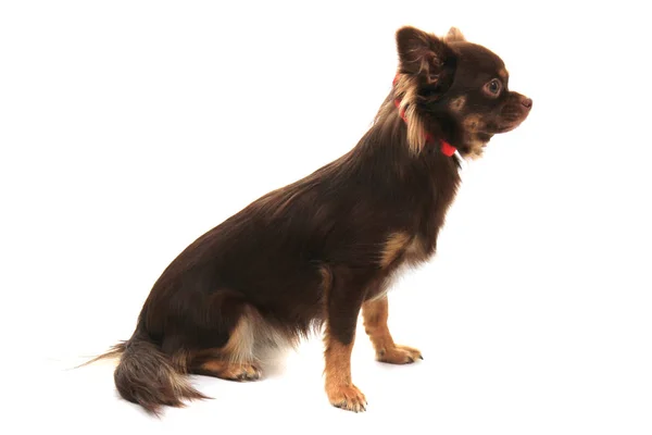 Långt hår chihuahua — Stockfoto