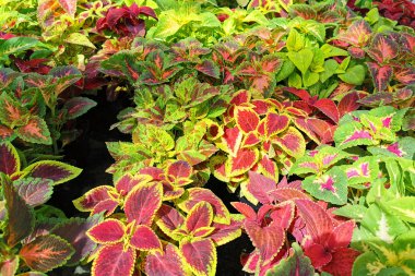 Coleus Blumei bitki dokusu