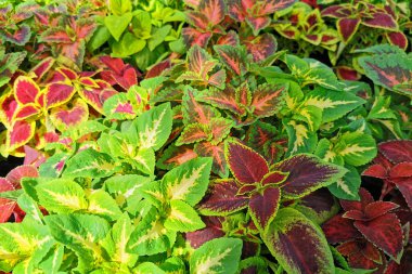 Coleus Blumei bitki dokusu