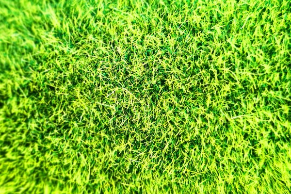 Green moss texture — Stock Photo, Image