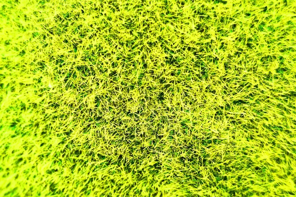 Зеленая текстура мха — стоковое фото
