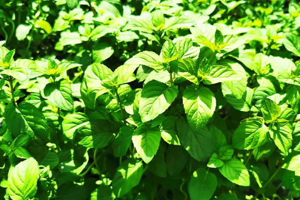 Mint plant texture — Stock Photo, Image