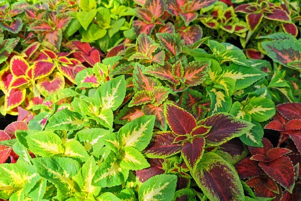 Coleus blumei növényi textúra — Stock Fotó