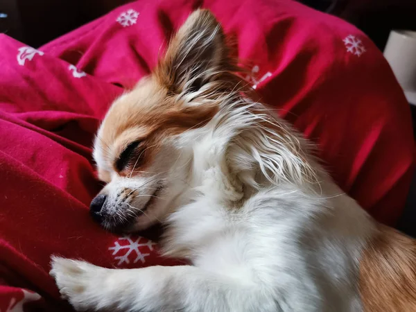 Klein lang haar chihuahua — Stockfoto