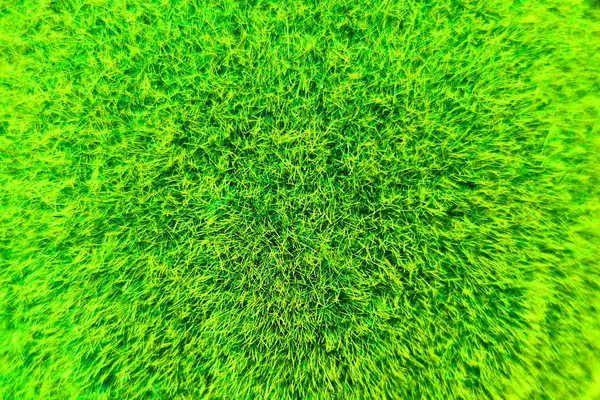 Tekstura mecha zielonego — Zdjęcie stockowe