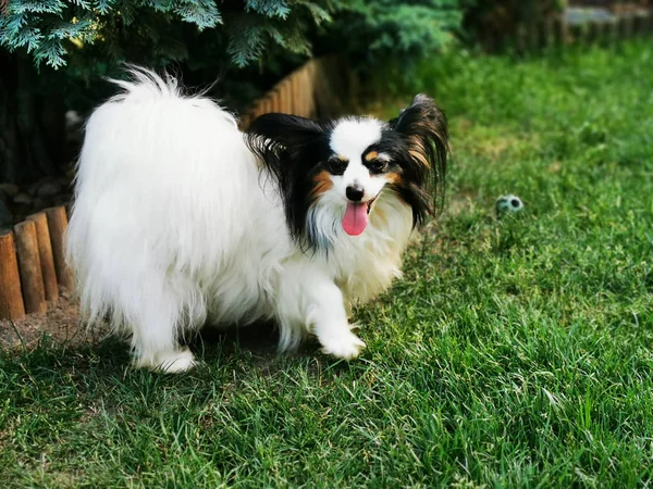 Pequeno cachorro papilon cão — Fotografia de Stock