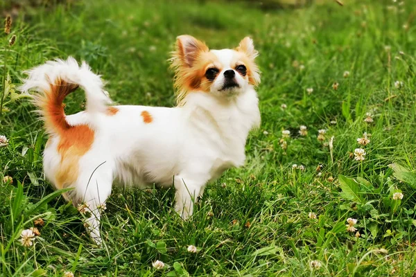 Pequeno cabelo longo chihuahua — Fotografia de Stock