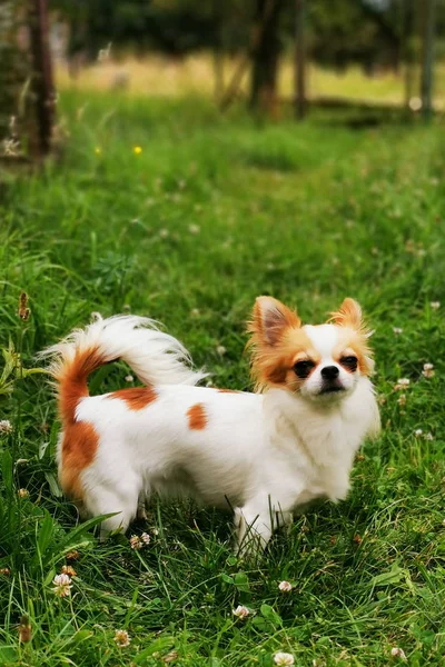 小さな長い髪Chihuahua — ストック写真