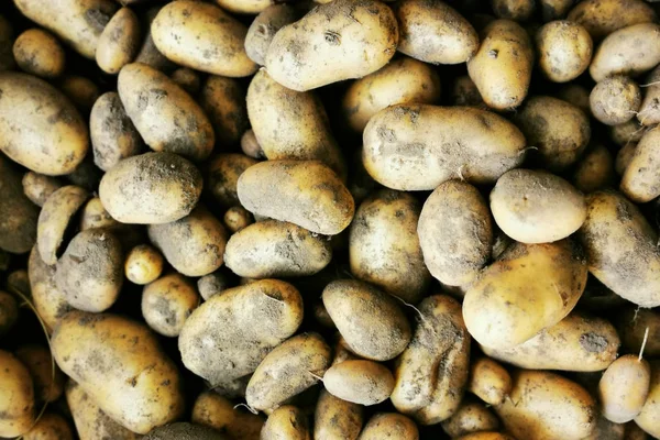 Fresh potatoes texture — Stock Photo, Image