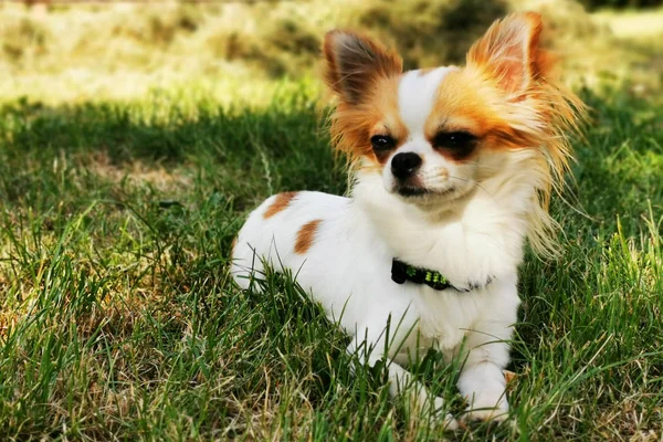 Litet långt hår chihuahua — Stockfoto