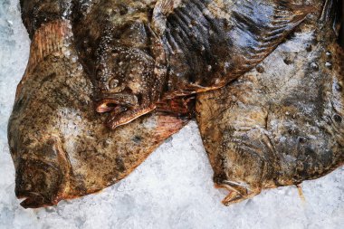 Buz küplerinde taze balıklar