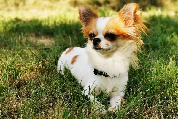 Küçük uzun saçlı chihuahua — Stok fotoğraf