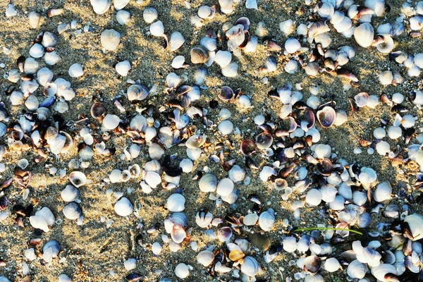 Textura das conchas do mar — Fotografia de Stock