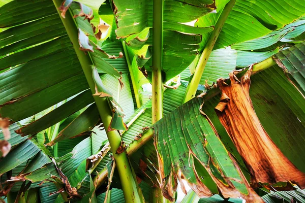 Textura da folha de banana — Fotografia de Stock