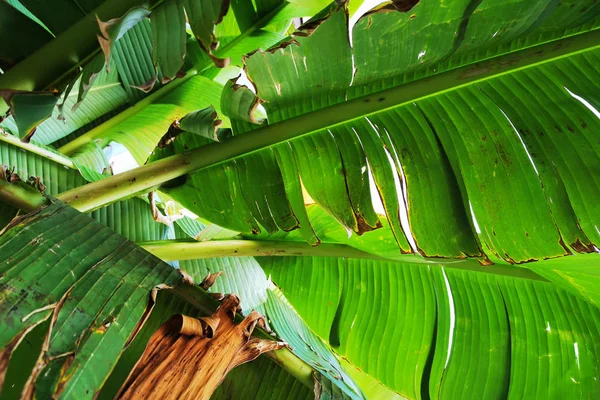 Textura da folha de banana — Fotografia de Stock