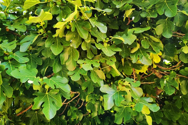 Vijgenboom plant textuur — Stockfoto