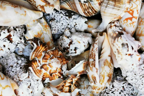 Morza muszle tekstura — Zdjęcie stockowe
