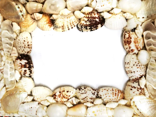 Sea shells frame texture — Stock Photo, Image