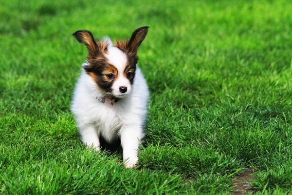 Pequeno cachorro papilon cão — Fotografia de Stock