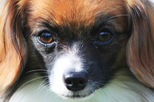 Phalene köpeğinin yüzü — Stok fotoğraf