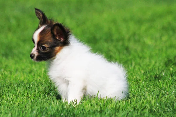 Kleiner welpe papilon hund — Stockfoto