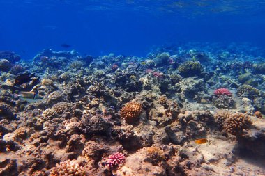 Mısır'daki mercan resifi