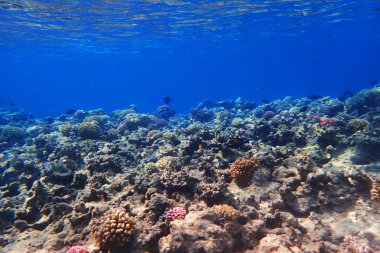 Mısır'daki mercan resifi