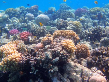 Mısır'daki mercan resifi