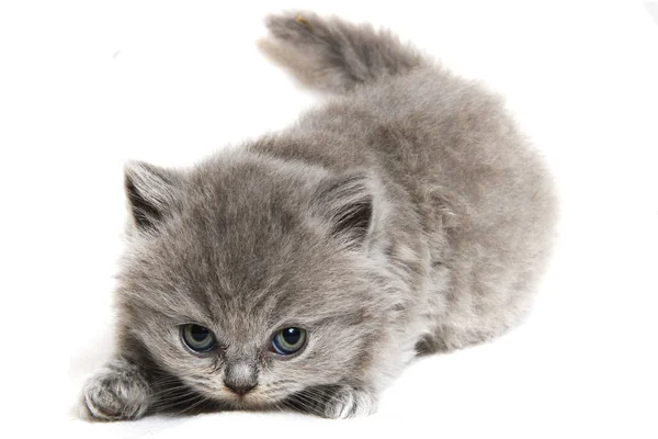 Brits kat kitty geïsoleerd — Stockfoto