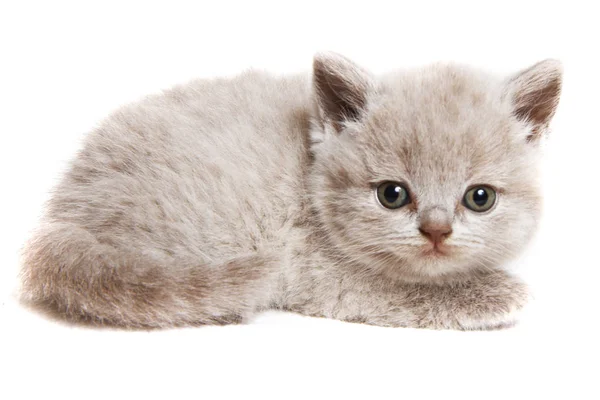Brits kat kitty geïsoleerd — Stockfoto
