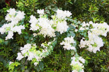 Beyaz bougainvillea çiçek