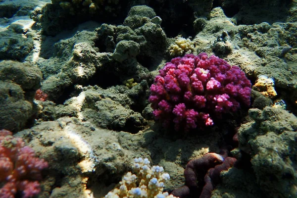 Кораловий риф в Єгипті — стокове фото