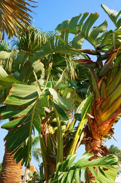 Grüner Hotelgarten in Ägypten — Stockfoto