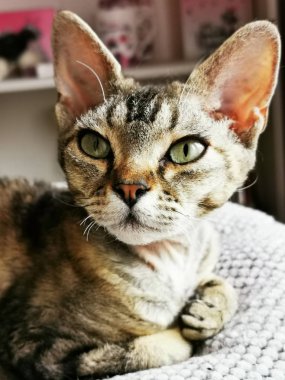 Devon Rex Cat dinleniyor.
