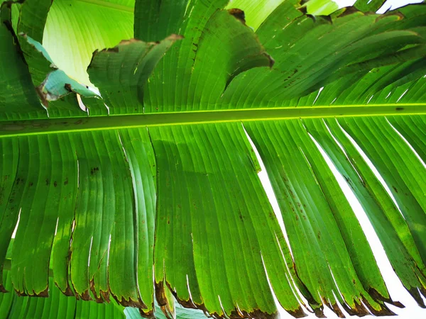 Textura da folha de banana — Fotografia de Stock