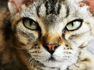 Devon Rex Cat dinleniyor.