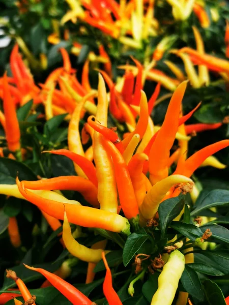 彩色辣椒植物质感 — 图库照片