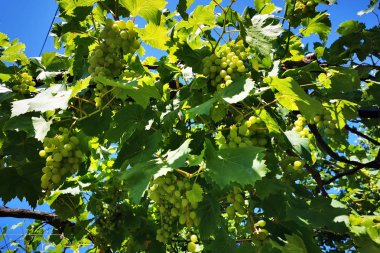 yeşil üzüm bitkisi