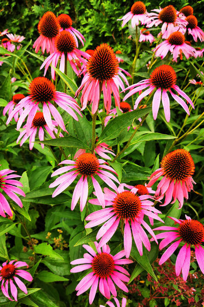 Эхинацея пурпурная
