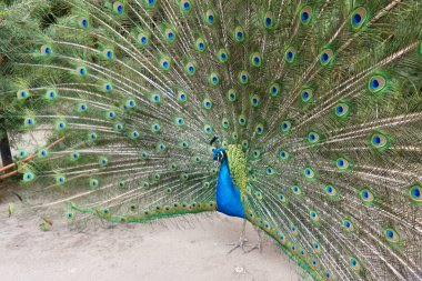 Renkli hayvan olarak çok güzel bir tavus kuşu.