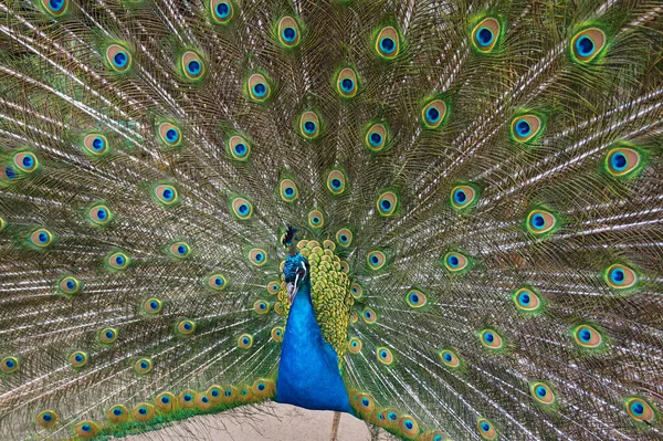 Sehr Schöner Pfauenvogel Als Farbtier — Stockfoto