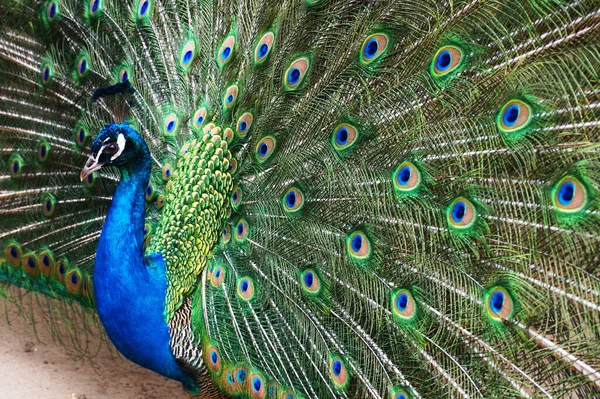 Très Bel Oiseau Paon Comme Animal Couleur — Photo