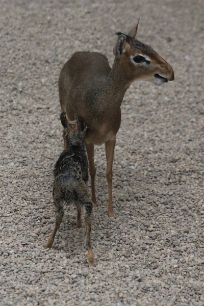 Dikdik Anne Yeni Doğan Çocuk Doğa Hayatı Olarak — Stok fotoğraf