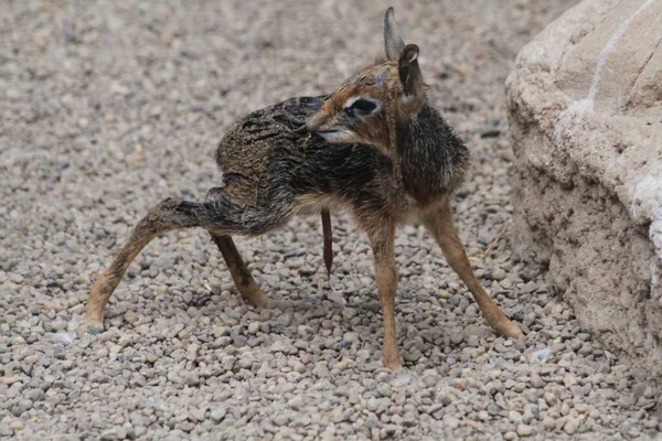 Dikdik Nyfödda Djur Barn Som Trevlig Natur Liv — Stockfoto