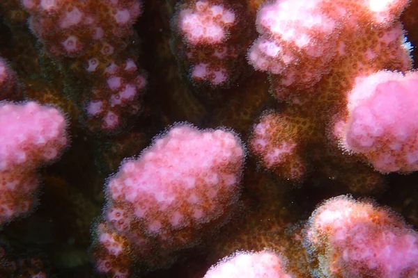 Rood Zee Koraal Detail Als Mooie Achtergrond — Stockfoto