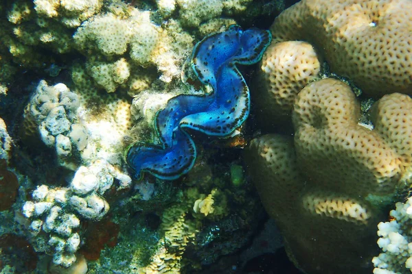 Блакитні Велетенські Молюски Червоному Морі — стокове фото