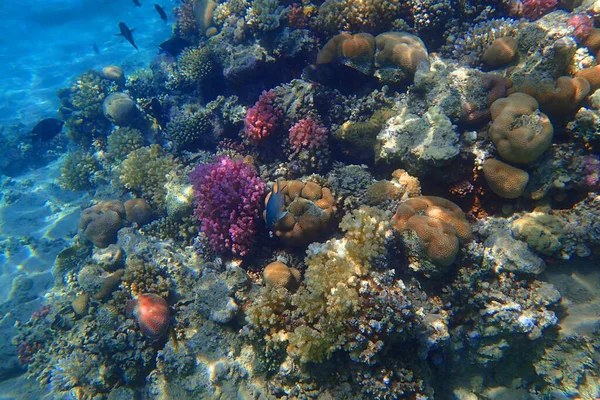 Coral Reef Red Sea Nice Natural Ocean Background — Stock Photo, Image