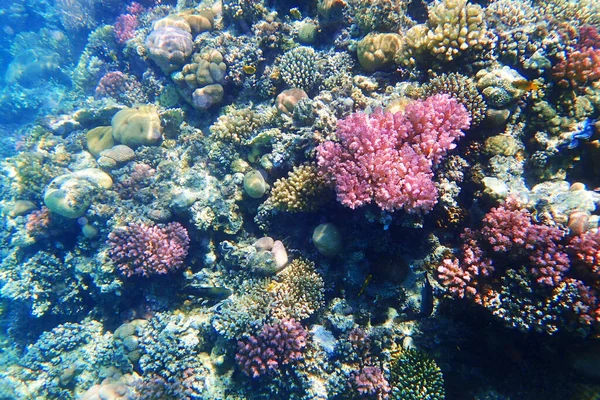 Korallrev Röda Havet Som Trevlig Natur Hav Bakgrund — Stockfoto