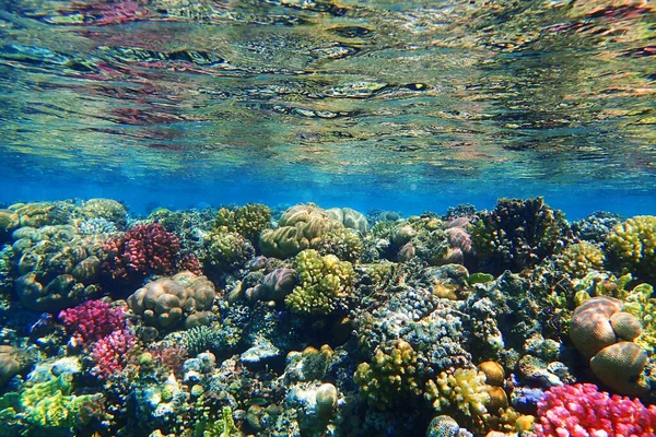 Korálový Útes Rudém Moři Jako Pěkné Přírodní Oceán Pozadí — Stock fotografie